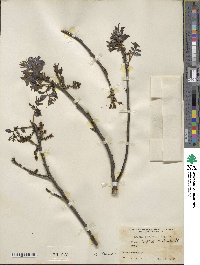 Juglans microcarpa image