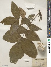 Carya alba image