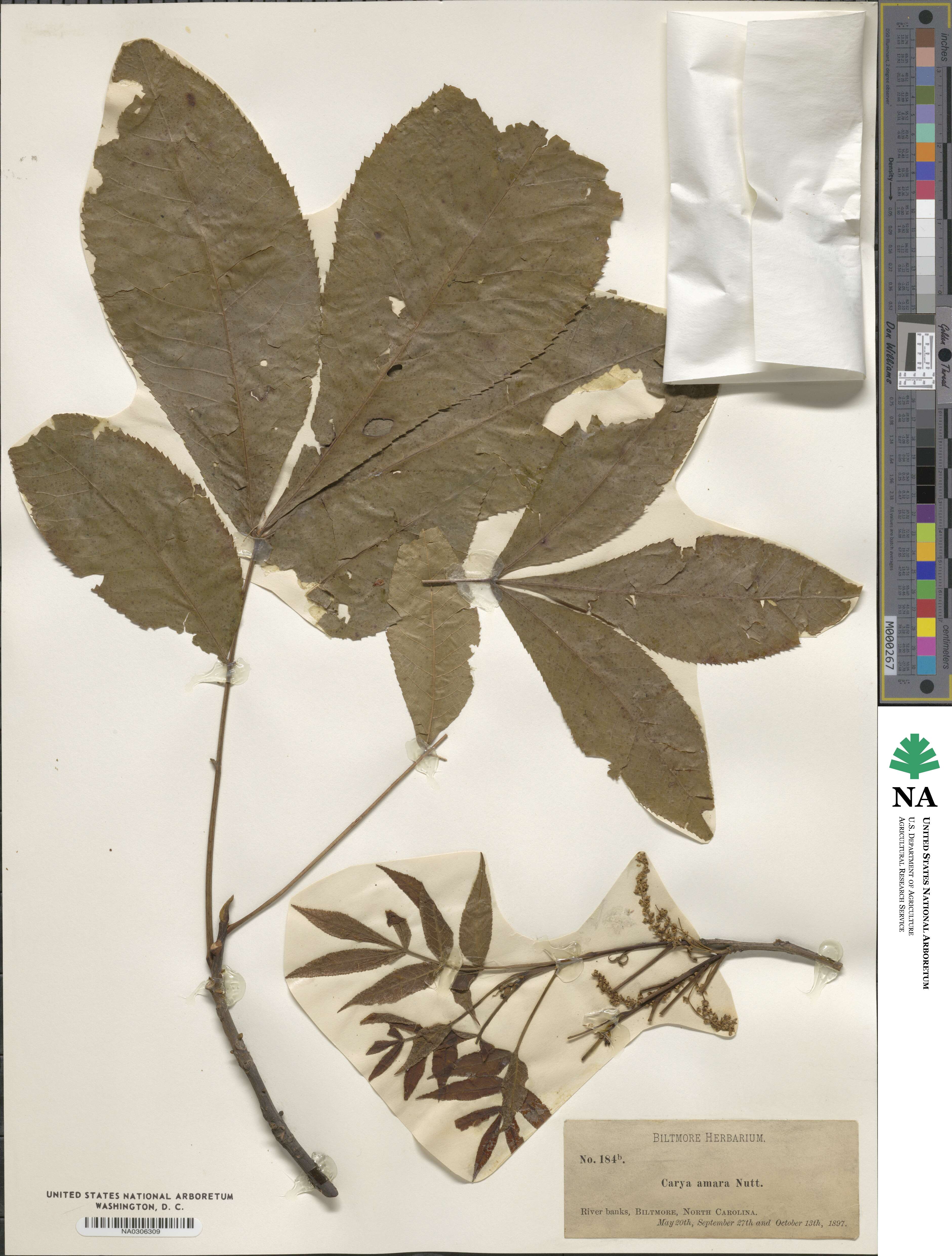 Carya amara image
