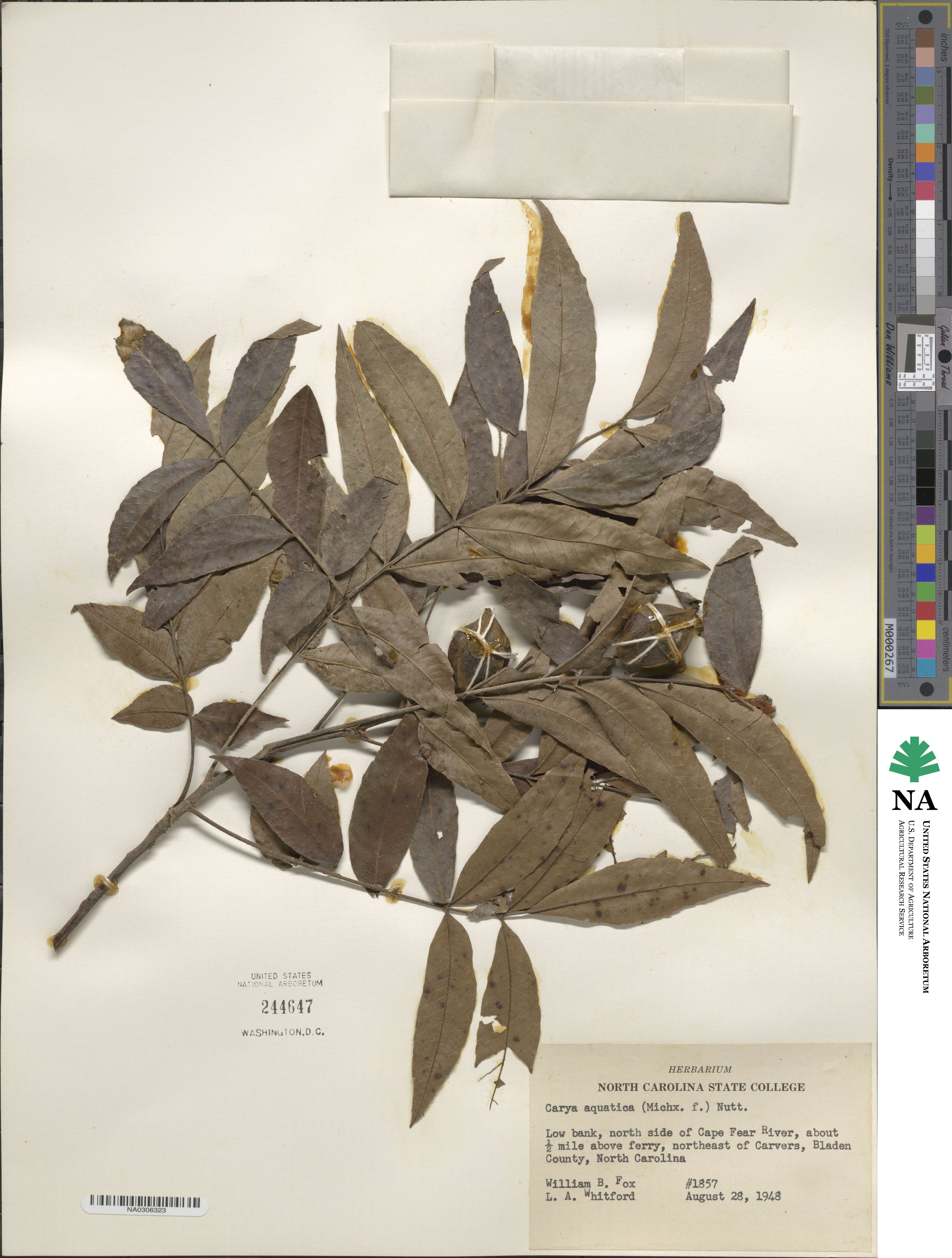 Carya image