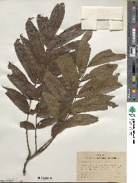 Carya aquatica image