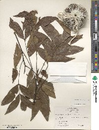 Carya aquatica image