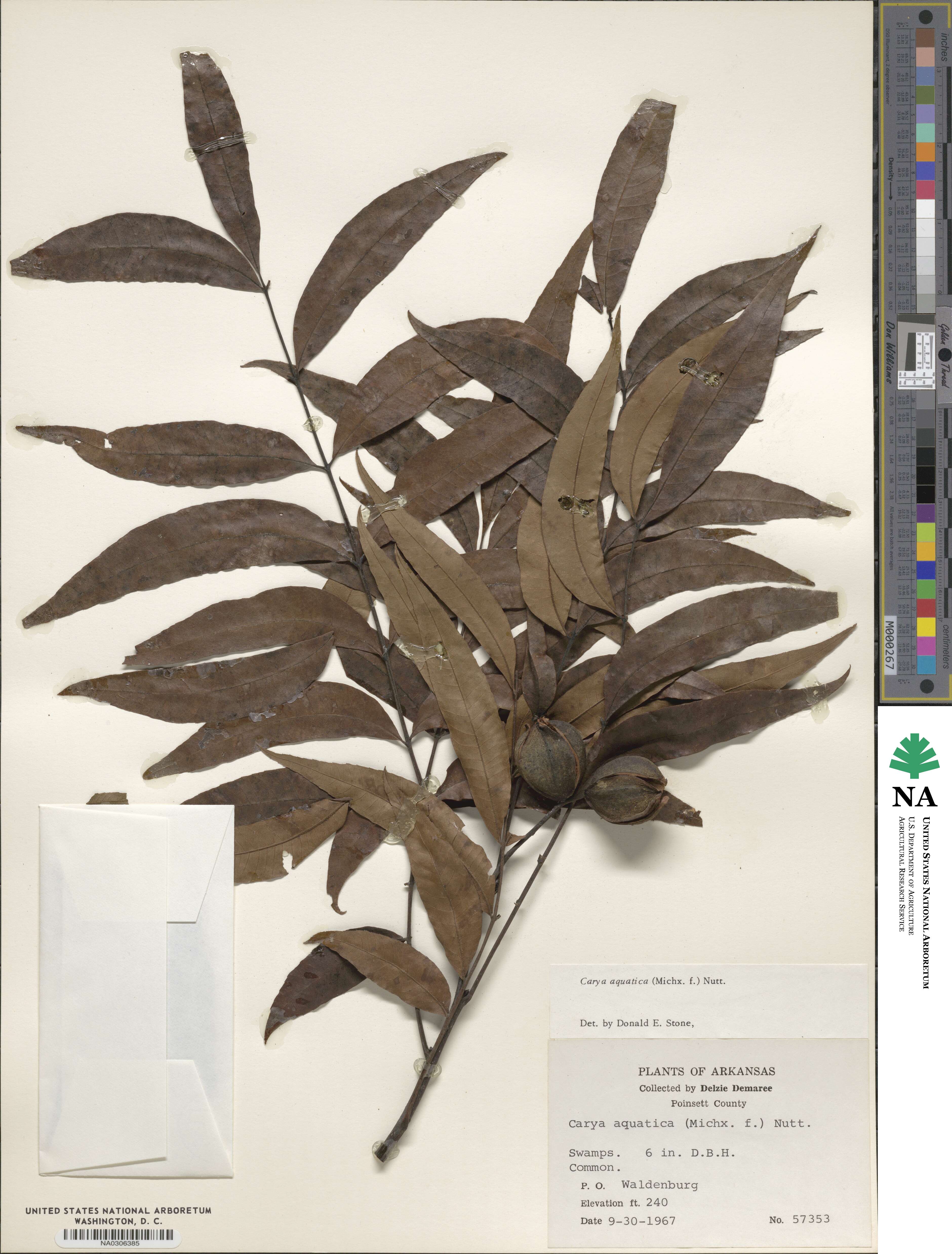 Carya aquatica image