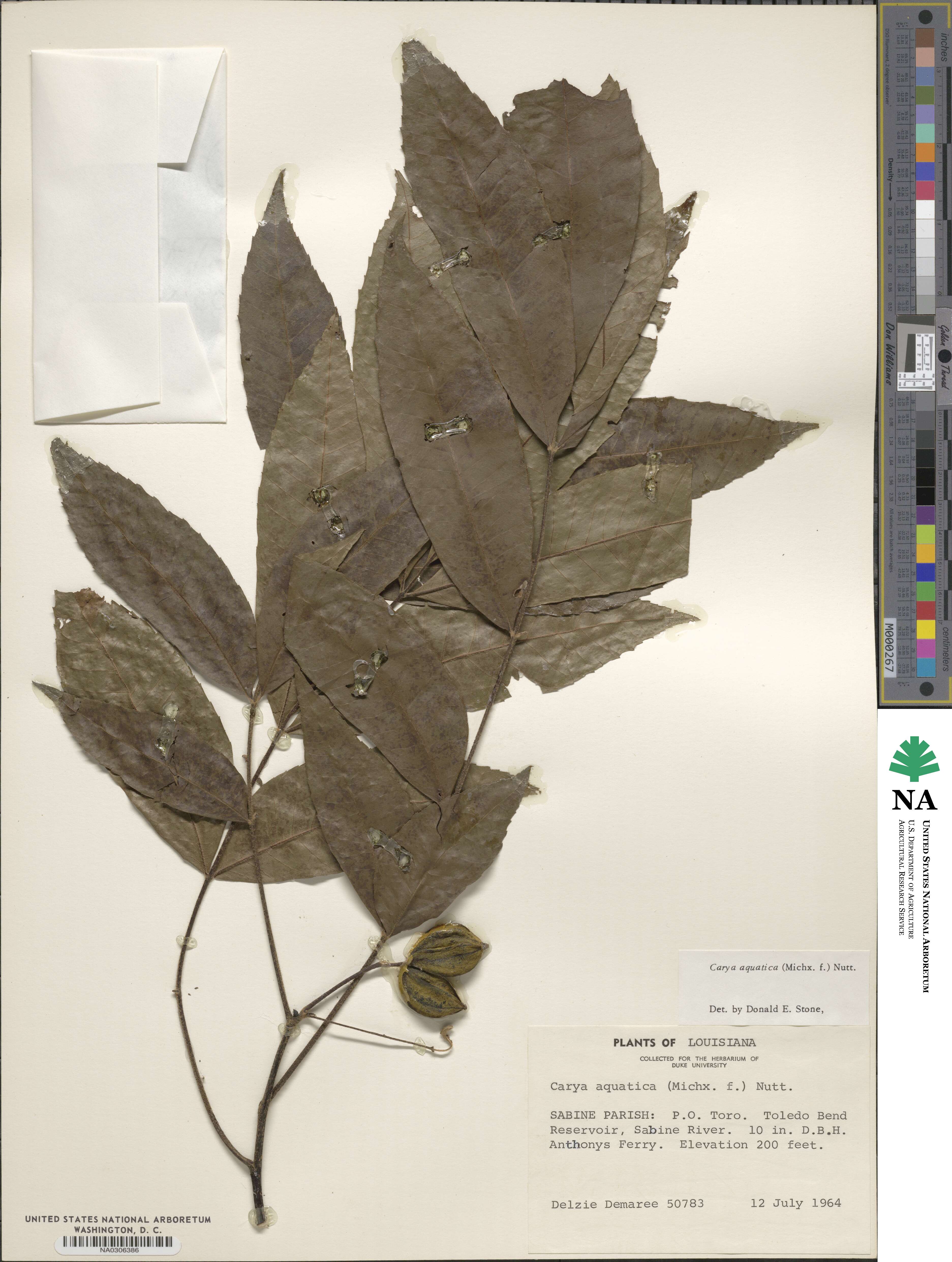 Carya aquatica image