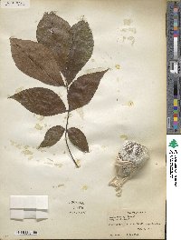 Carya texana image