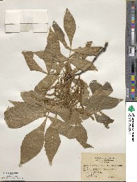 Carya texana image