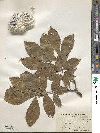 Carya texana image