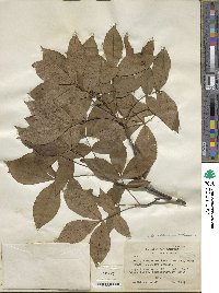 Carya texana image