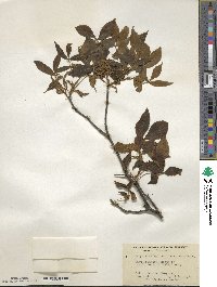 Carya texana image