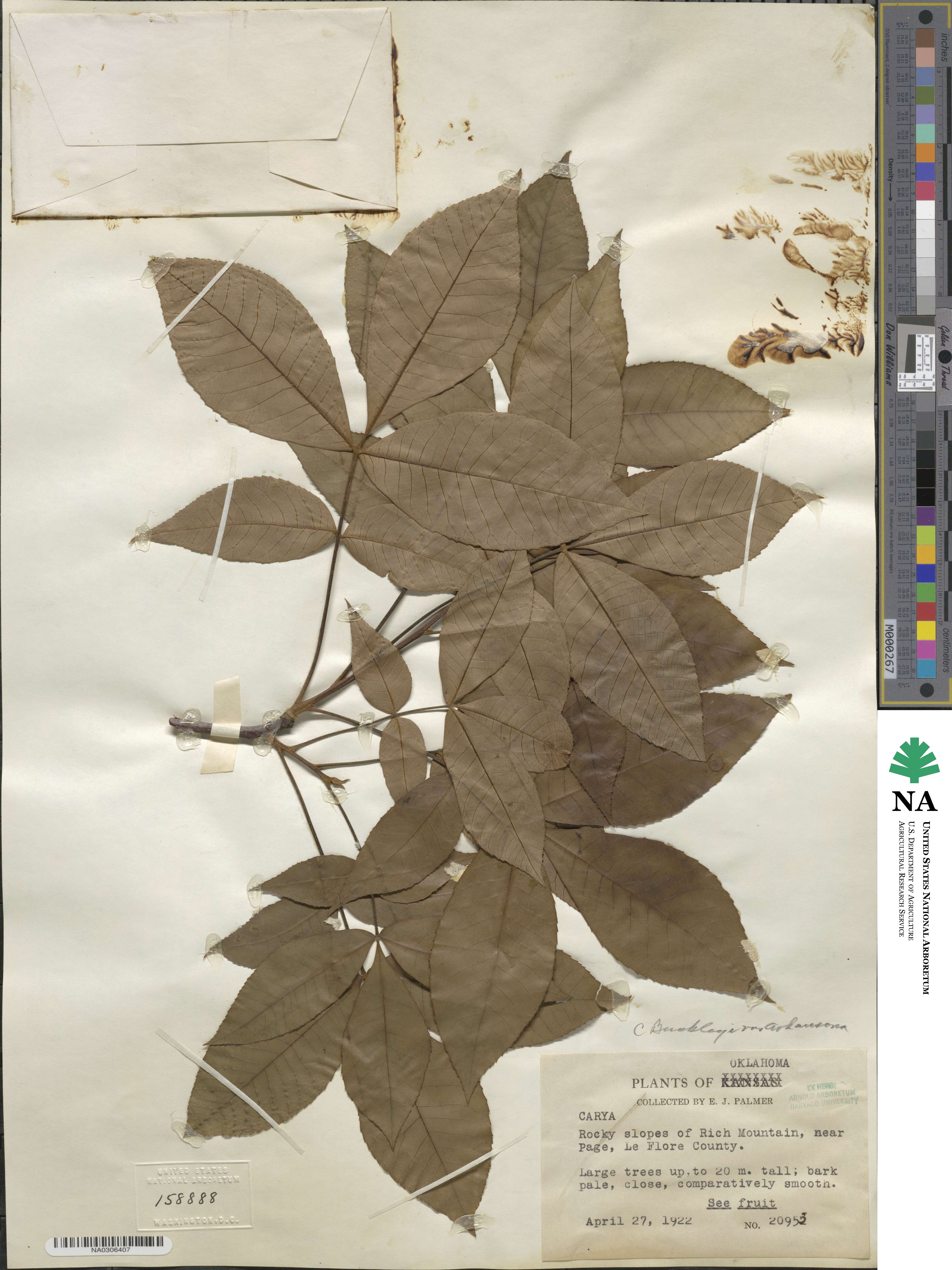 Carya texana image