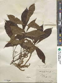 Carya texana image