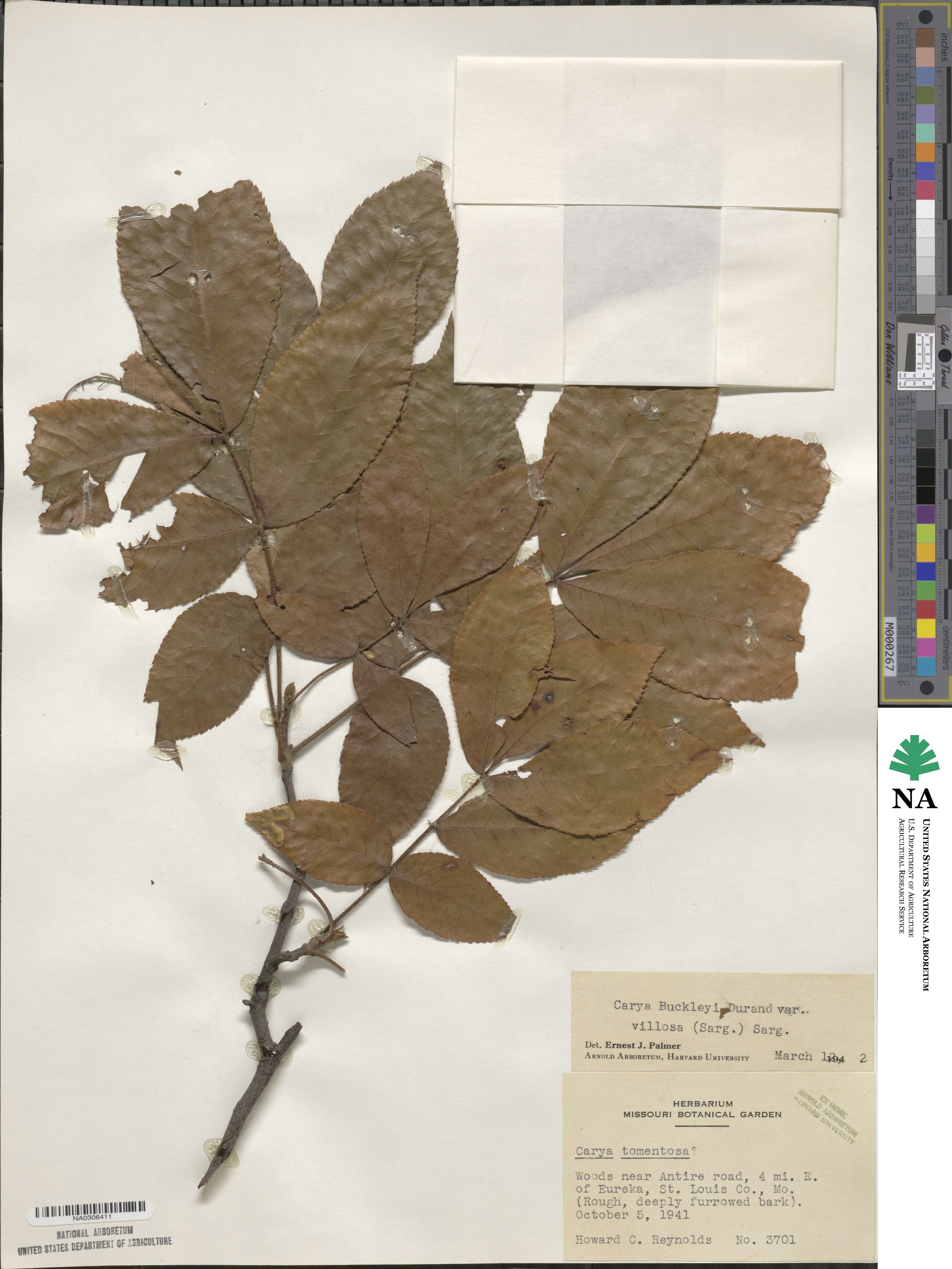 Carya texana image