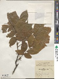 Carya texana image