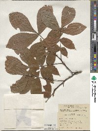 Carya texana image