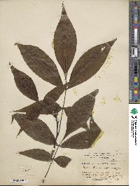 Carya carolinae-septentrionalis image