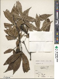 Carya carolinae-septentrionalis image