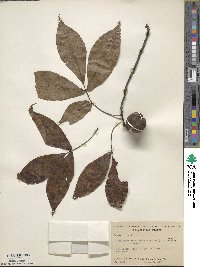 Carya carolinae-septentrionalis image