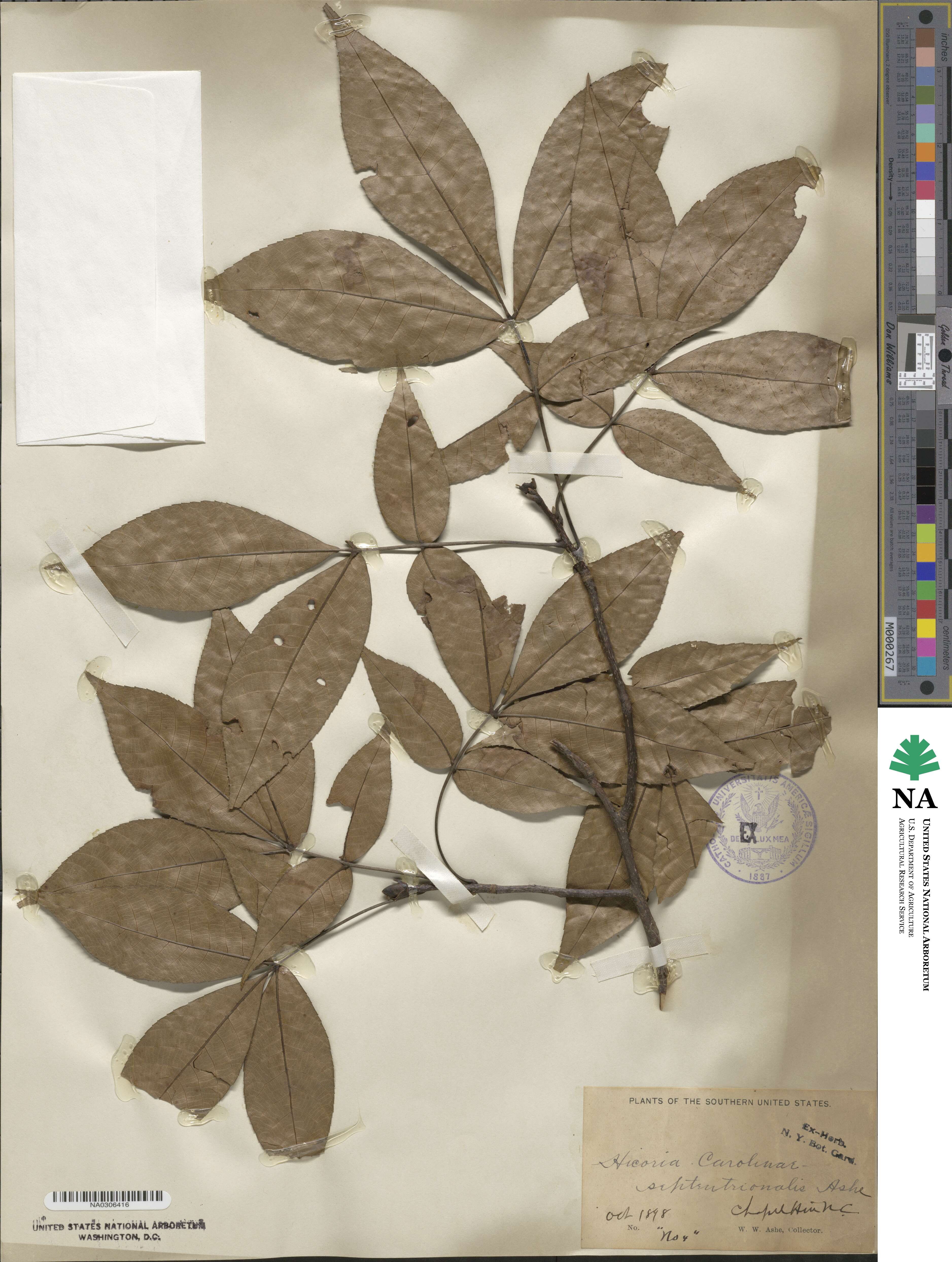 Carya carolinae-septentrionalis image