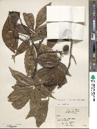 Carya carolinae-septentrionalis image