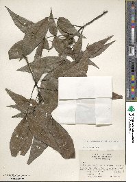 Carya carolinae-septentrionalis image