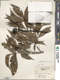 Carya carolinae-septentrionalis image