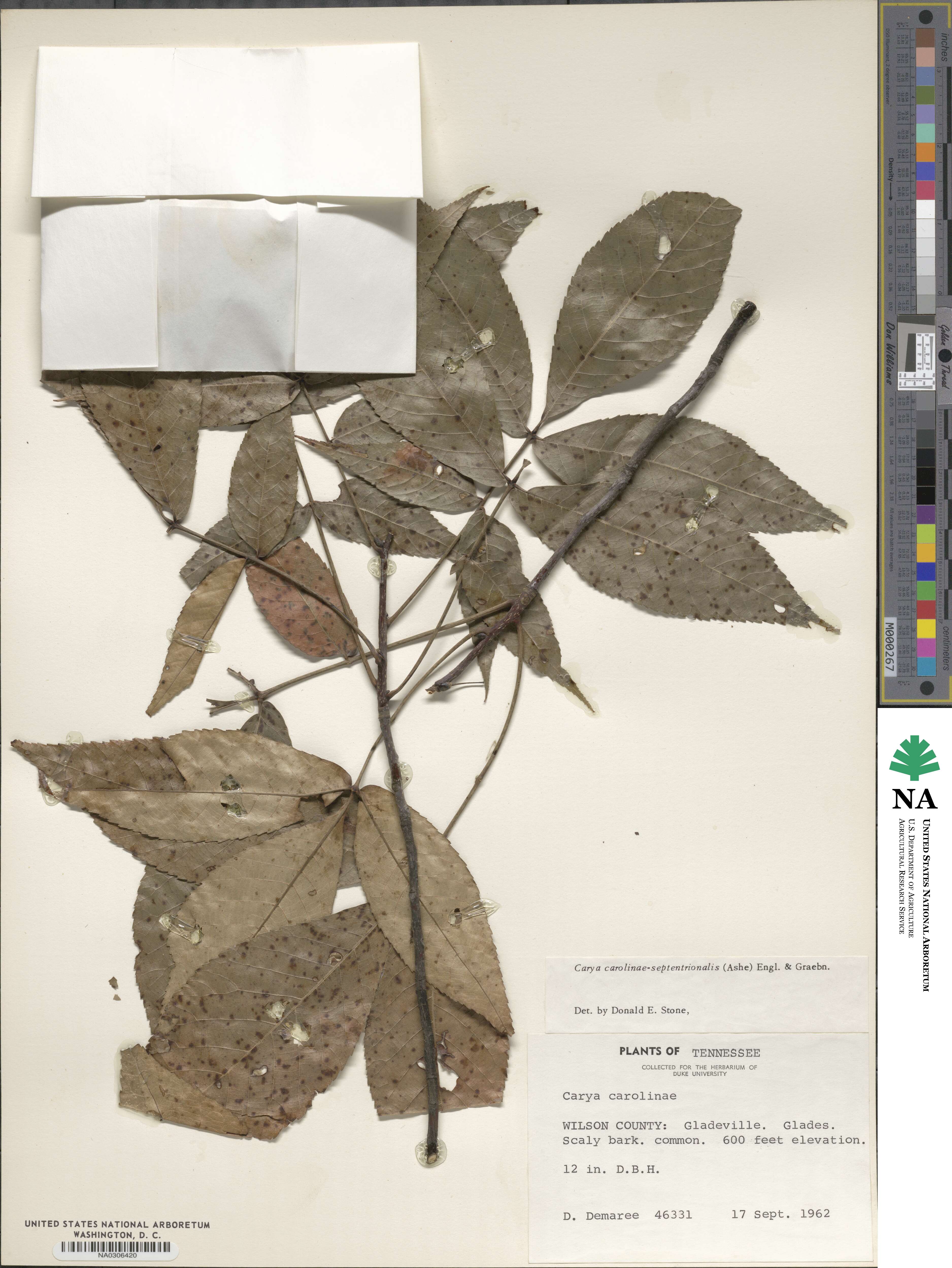 Carya carolinae-septentrionalis image