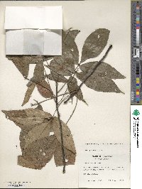 Carya carolinae-septentrionalis image