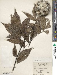 Carya carolinae-septentrionalis image