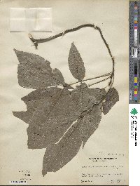 Carya carolinae-septentrionalis image