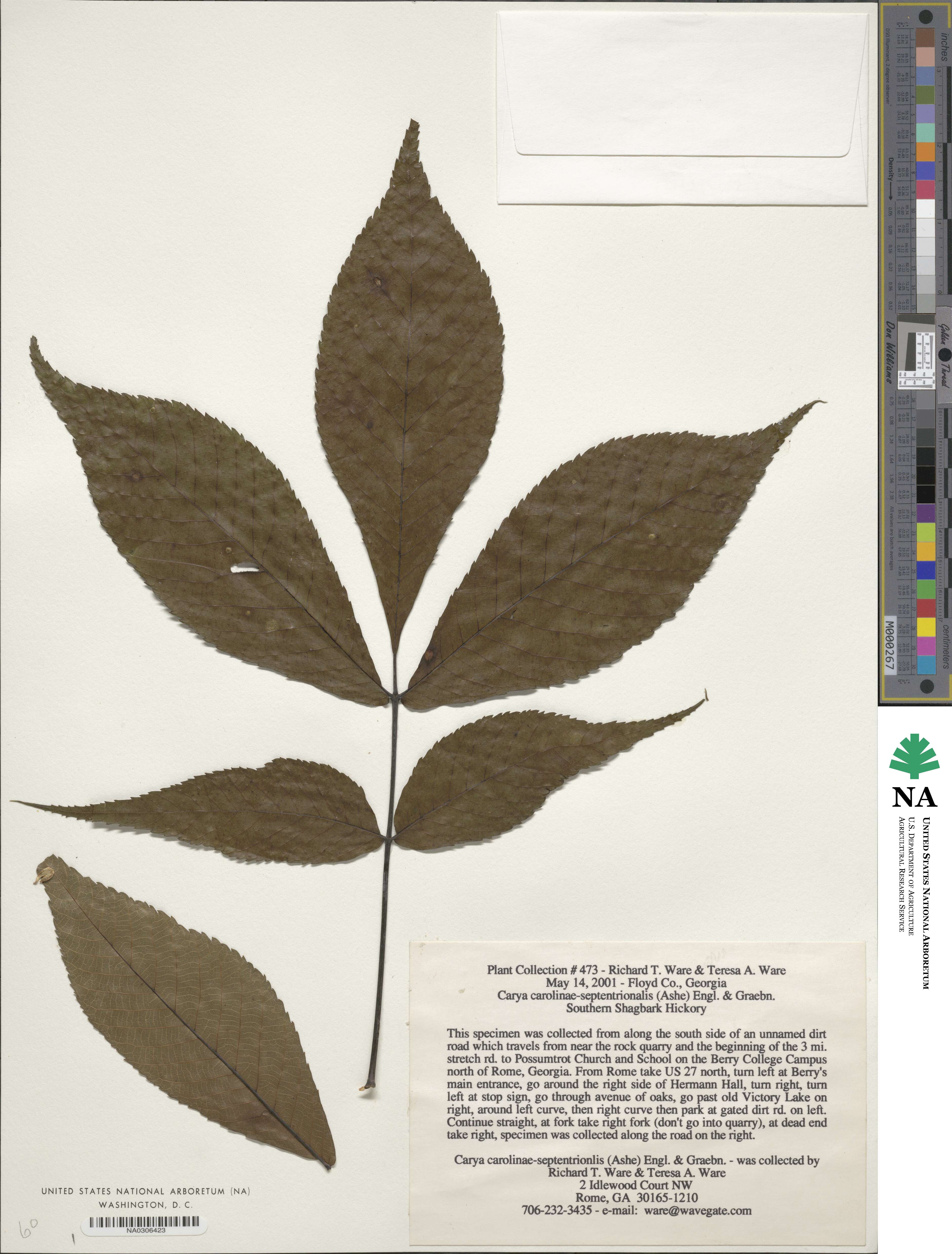 Carya carolinae-septentrionalis image