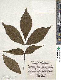 Carya carolinae-septentrionalis image