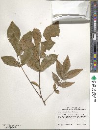 Carya cordiformis image