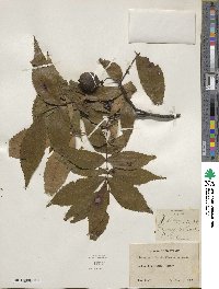 Carya cordiformis image