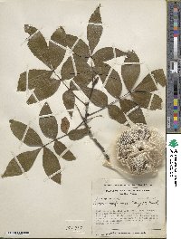 Carya cordiformis image