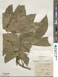 Carya cordiformis image