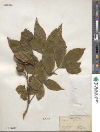 Carya cordiformis image