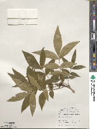 Carya cordiformis image