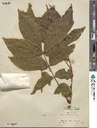 Carya cordiformis image