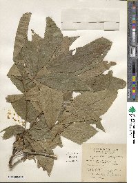 Carya cordiformis image