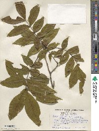 Carya cordiformis image