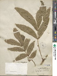 Carya cordiformis image