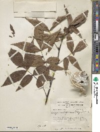 Carya cordiformis image