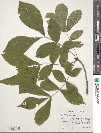 Carya cordiformis image