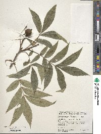 Carya cordiformis image