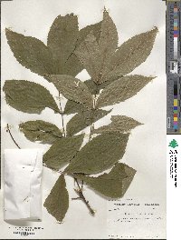 Carya cordiformis image