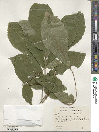 Carya cordiformis image