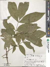 Carya cordiformis image