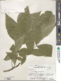 Carya cordiformis image