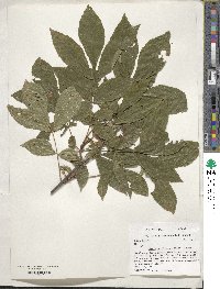 Carya cordiformis image