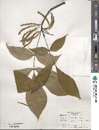 Carya cordiformis image